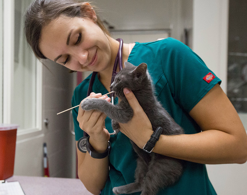 A vet med tech helping a vet patient cat.