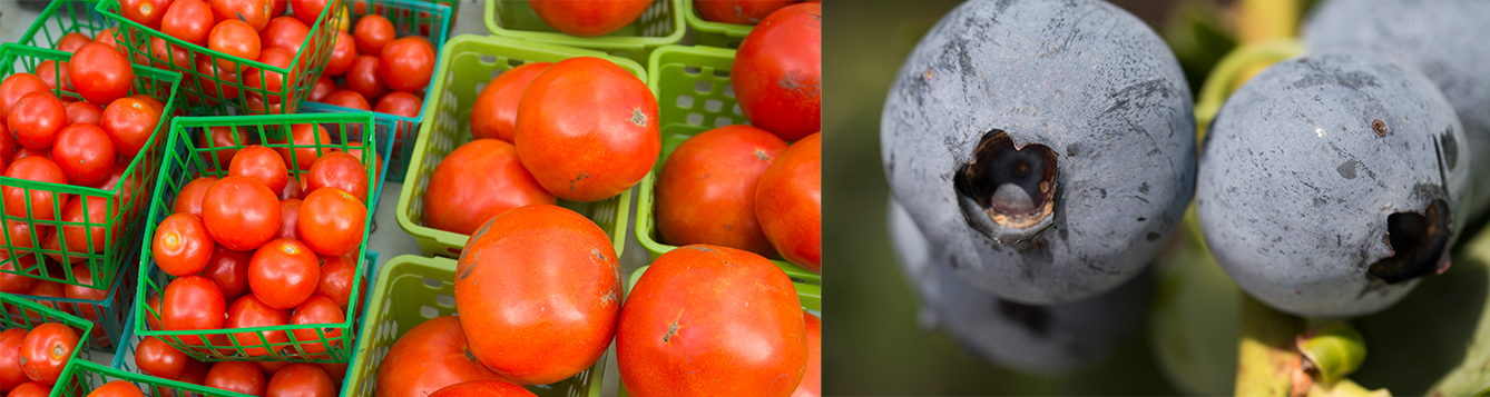 Tomatoes and blueberries