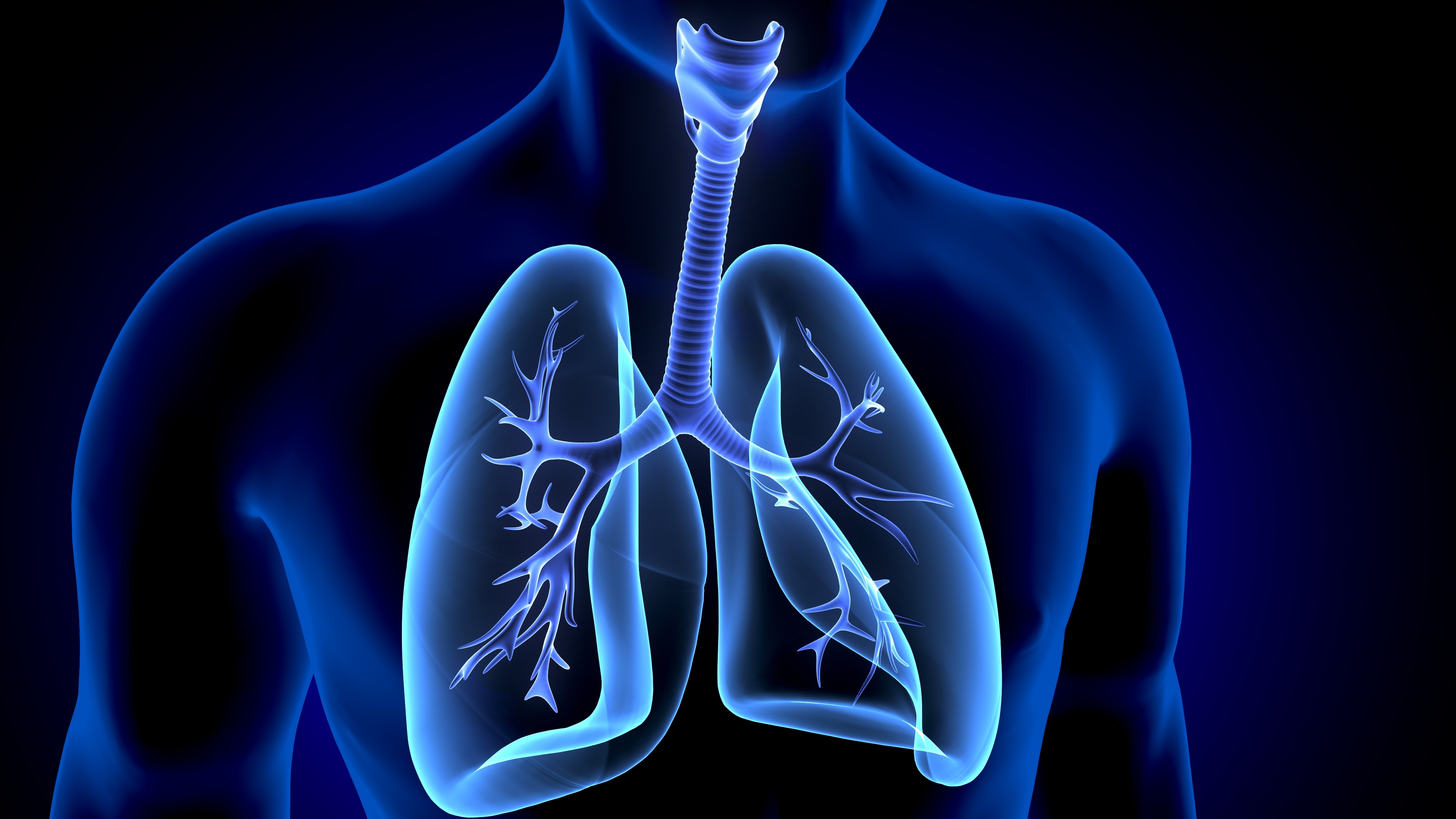 anatomy of lungs