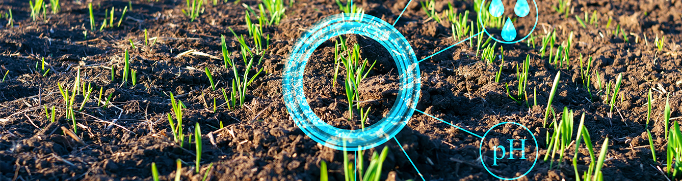 Graphic of soil with little green plants sprouting up