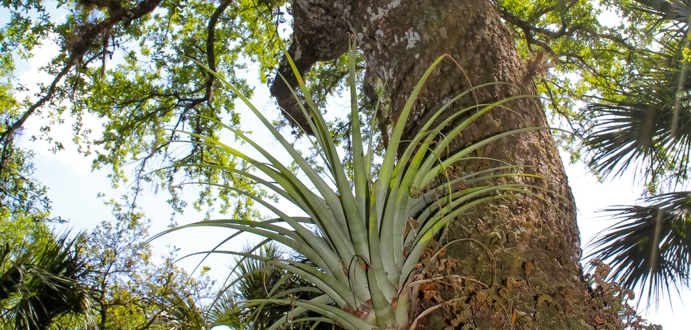 Tree trunk with a pineapple plant and other green plants surrounding it