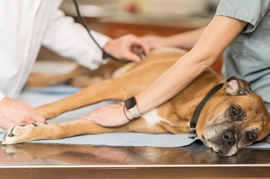 Two vets hold a dog while listening to the dog with a stethoscope.