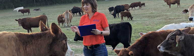 Woman observes and researches cattle in a pasture