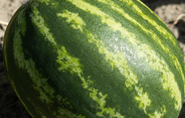 close-up of watermelon