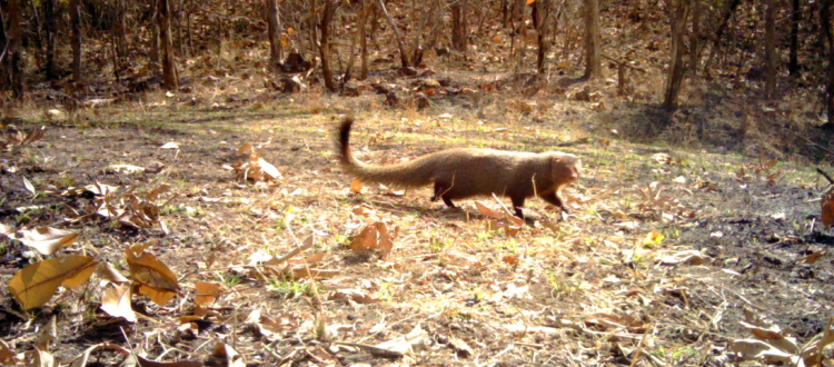 Small carnivorous animal runs across the grassy ground