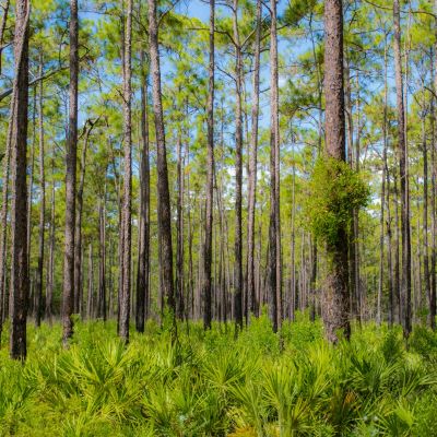 a Florida forest