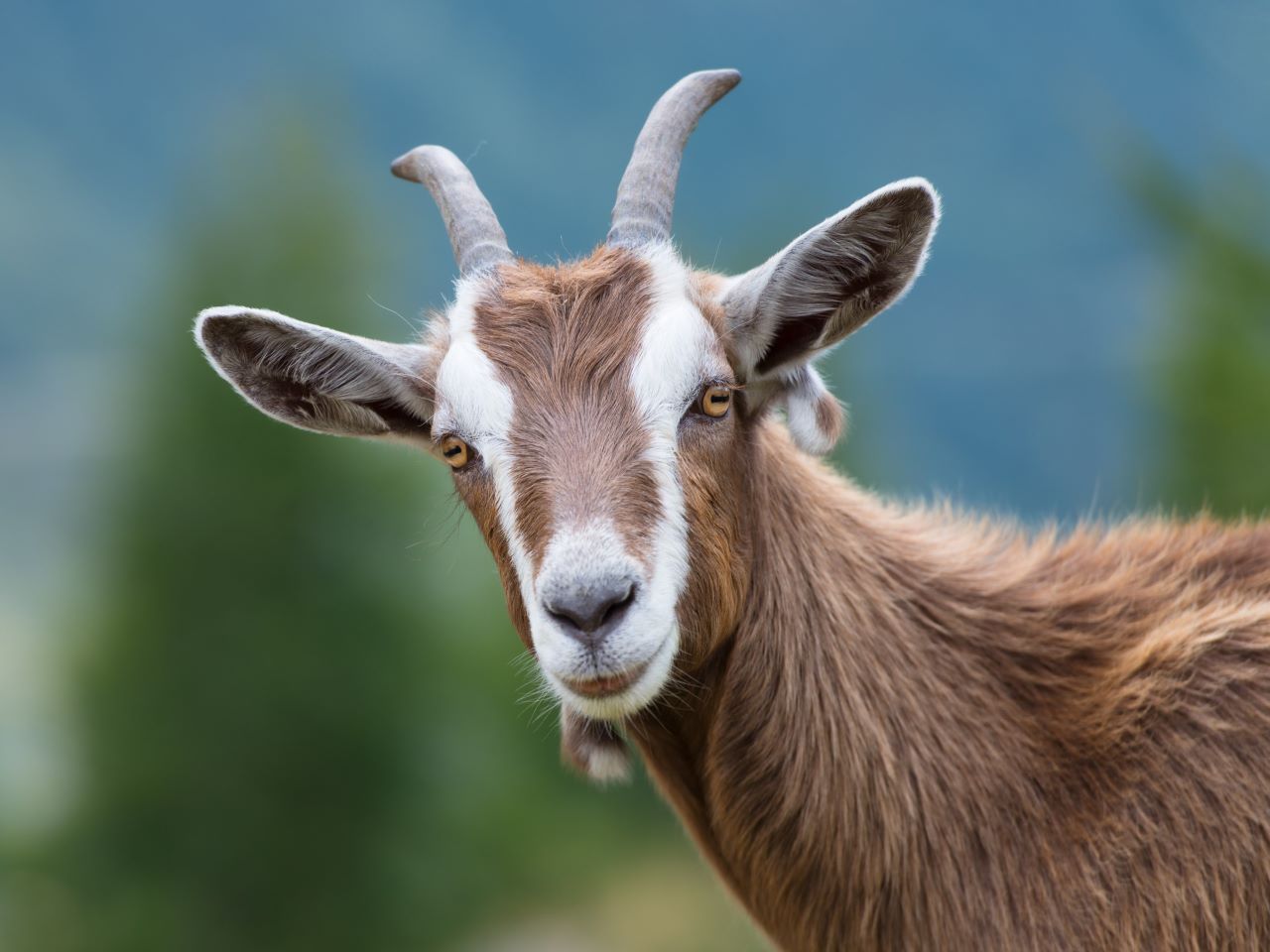 A goat's face