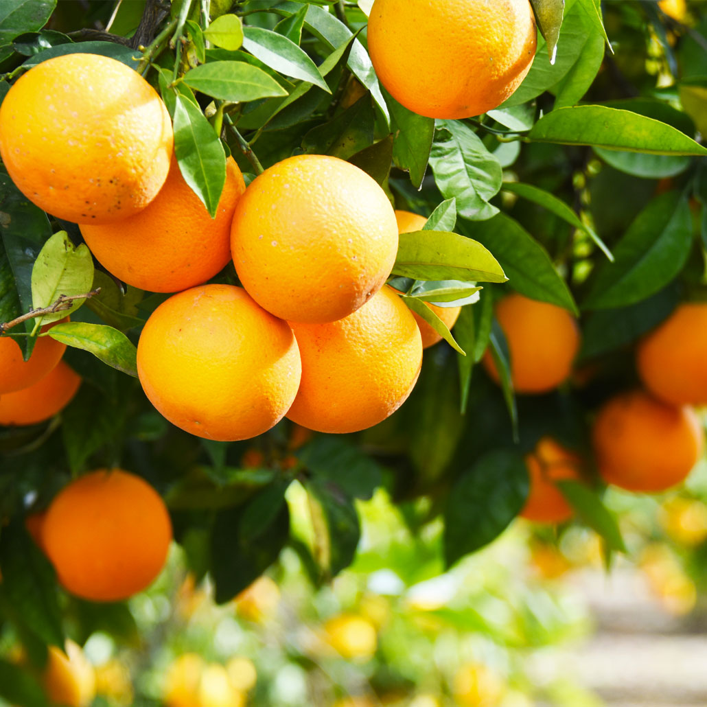 Picture of oranges hanging from orange tree 